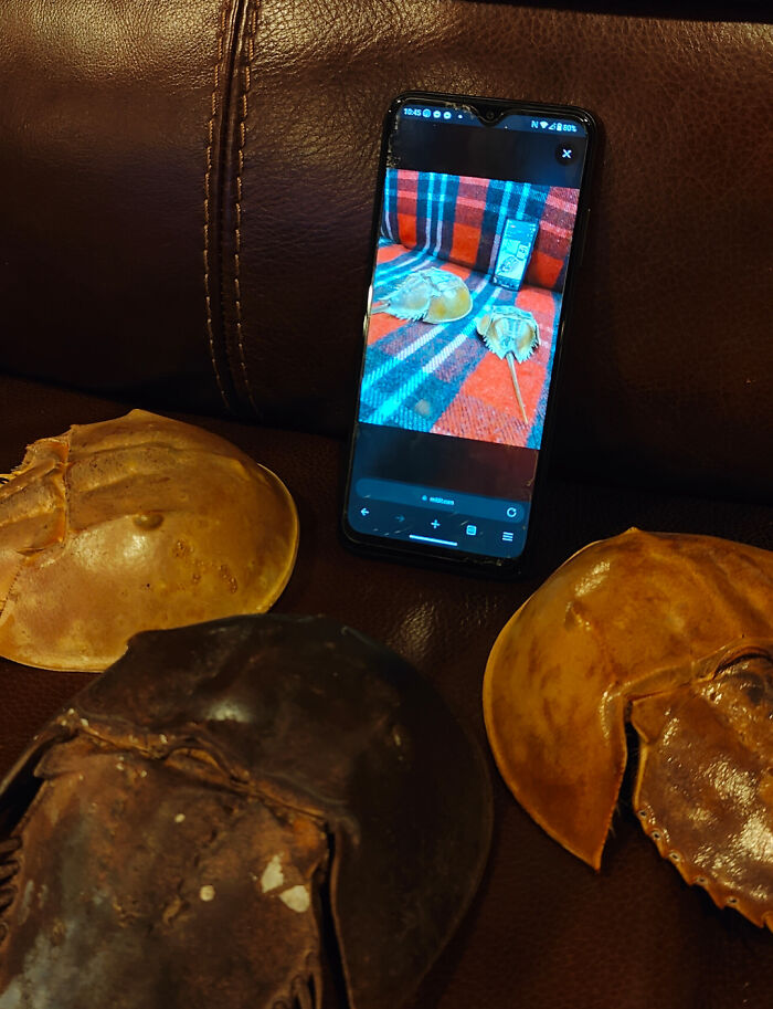 Three horseshoe crab shells surrounding a phone showing a confusing picture on a leather surface.