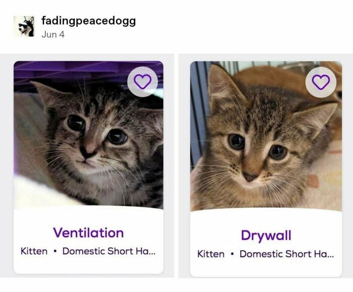 Two tabby kittens shown in adoption cards labeled Ventilation and Drywall, humorous pet names displayed