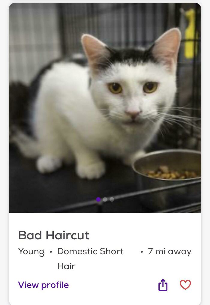 Black and white cat in a shelter cage by a food bowl, listed as Bad Haircut, cute pet names inspiration