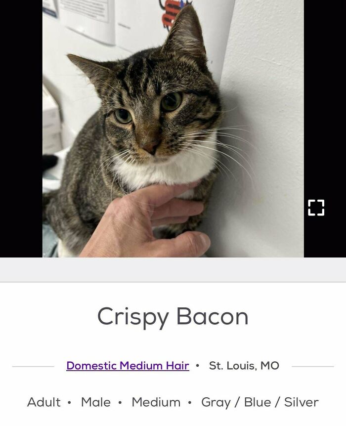Gray tabby cat being petted in an adoption listing, playful example of pet names