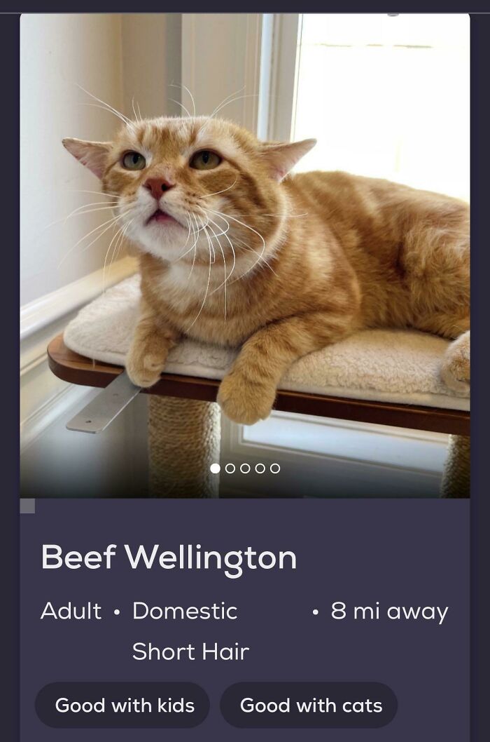 Orange tabby cat lounging on a perch with a funny face on an adoption card, playful pet names