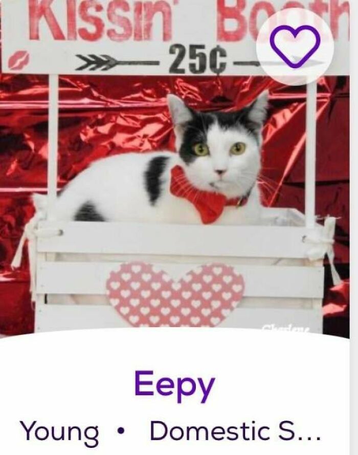 Black and white cat in a kissing booth wearing a red bow tie, labeled Eepy, playful pet names feature image