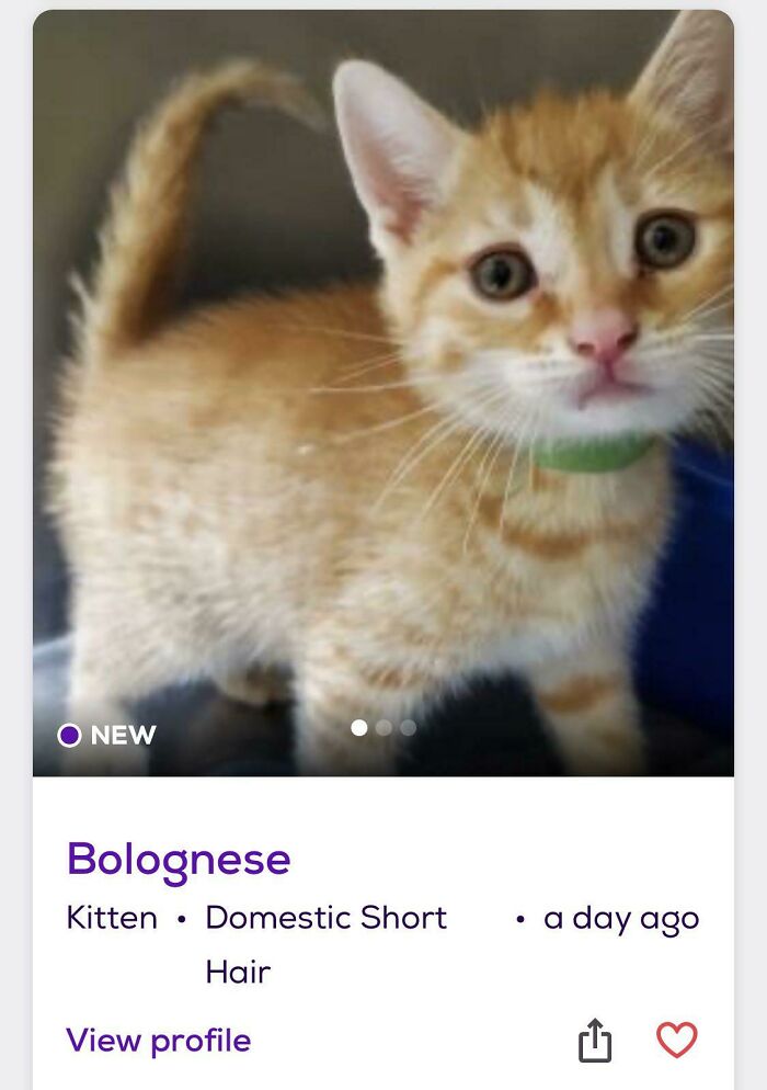 Orange tabby kitten with green collar photographed for pet names list, curious expression and upright tail.