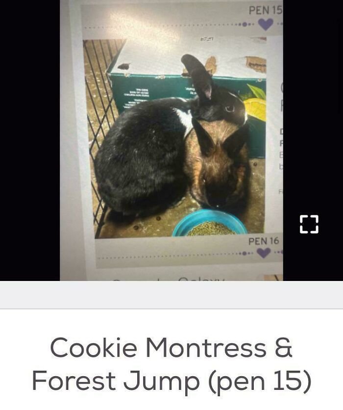 Two rabbits cuddled in a pen by a blue food bowl, black and brown bunnies, pet names example