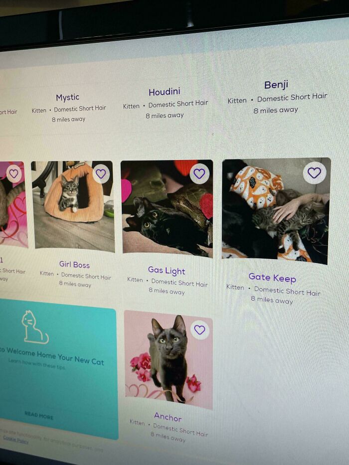 Screen showing kitten adoption grid with photos and quirky pet names like Girl Boss and Gas Light
