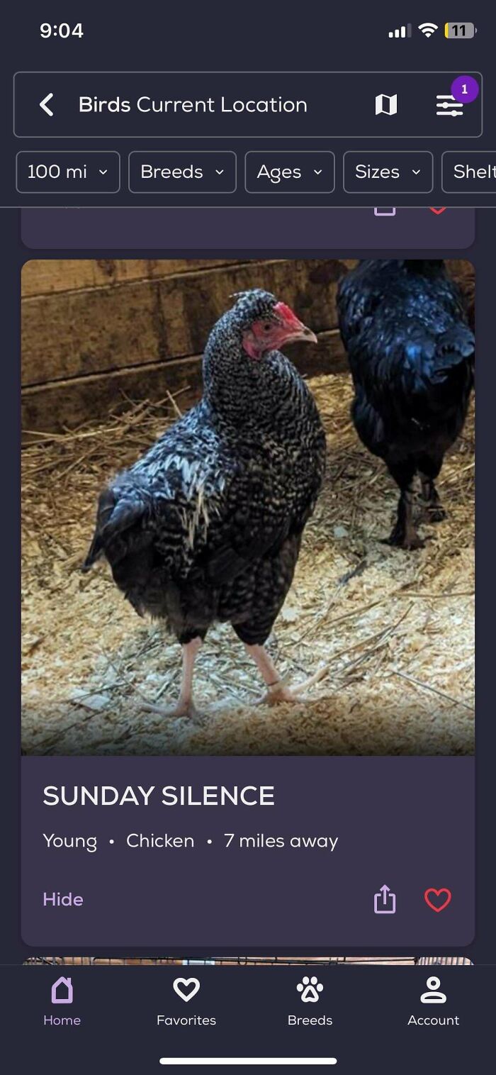 Mobile app screen showing a black-and-white chicken named Sunday Silence in a coop, pet names listing