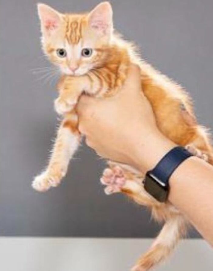 Orange kitten held by hand against gray background, person wearing smartwatch, playful pet names inspiration