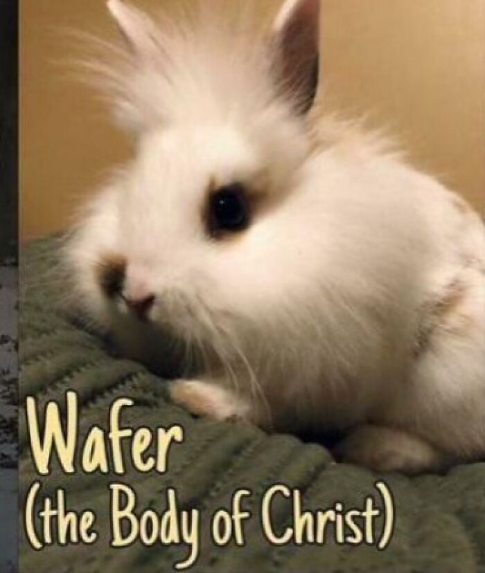 Fluffy white rabbit on a green blanket with caption Wafer (the Body of Christ), quirky pet names example