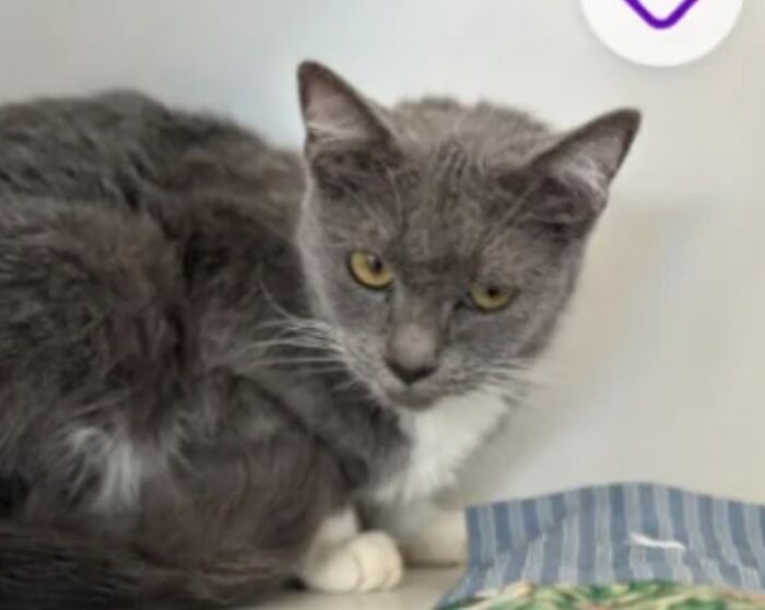 Gray and white cat on a shelf next to striped fabric, wary expression, suitable for pet names idea