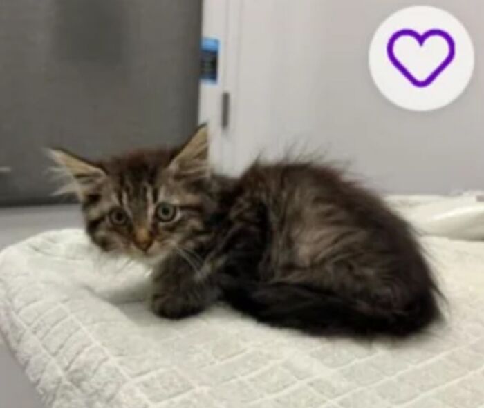 Tabby kitten curled on a towel, looking at camera with a purple heart icon, pet names