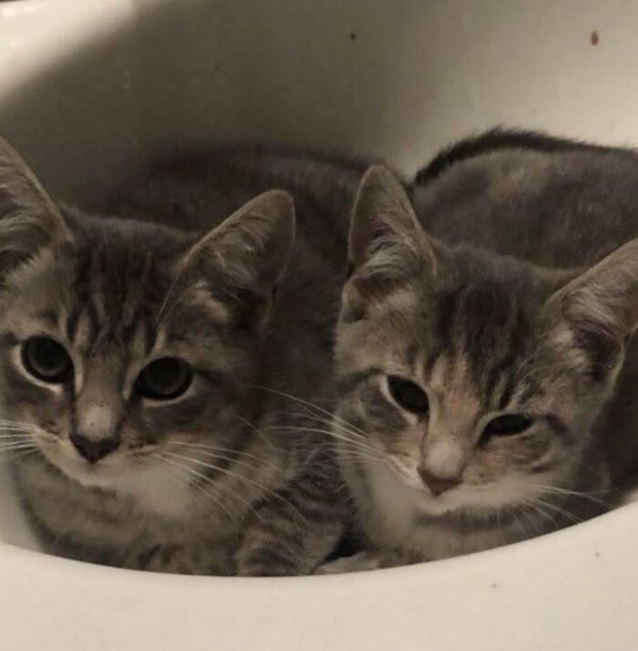 Two tabby kittens snuggled in a sink, playful faces suggesting quirky pet names