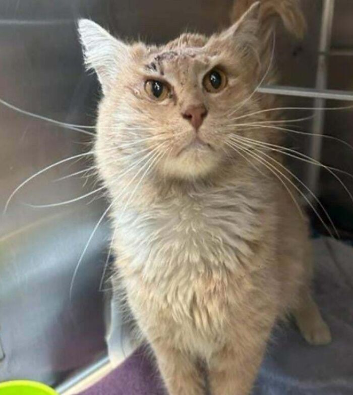 Scruffy light orange cat with wide eyes in shelter, portrait for pet names article