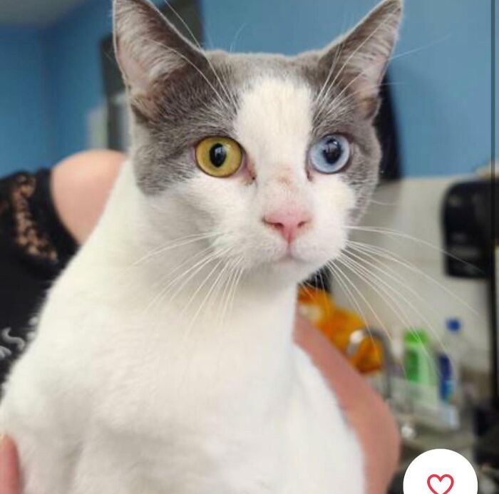 White and gray cat with one yellow eye and one blue eye, held indoors, ideal for amusing pet names