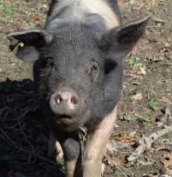 Curious black pig in a muddy yard looking at camera, playful image for amusing pet names