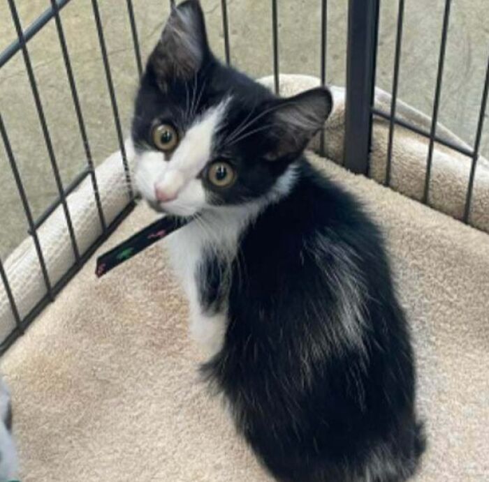 Black and white kitten sitting in a playpen on a beige blanket, looking up with wide eyes, adorable pet names inspiration