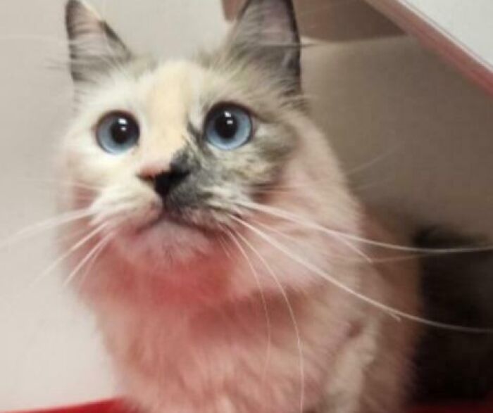 Blue-eyed cream cat with whiskers looking up, playful expression, pet names inspiration