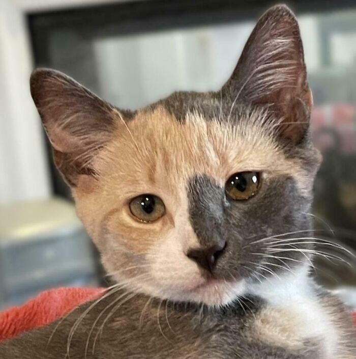 Gray and cream kitten close-up with amber eyes and curious expression, perfect for pet names and nicknames