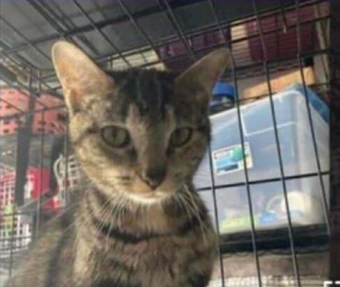 Tabby cat sitting in a wire crate, staring at camera, We're Cooked Chat pet names theme