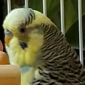 anne_sherwin_1 avatar