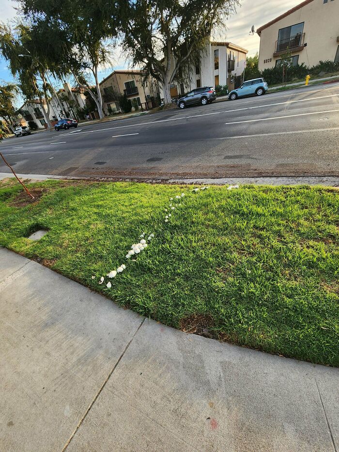 Grass desire path marked with white stones curves from sidewalk towards street in a suburban neighborhood setting.