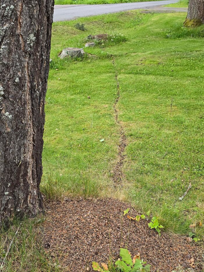 Narrow desire path worn through grass near tree, showing how people walk differently than city planning intended.