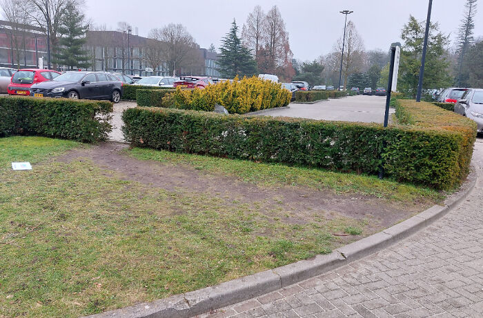 Desire paths visibly formed through grass next to hedges in a city parking lot illustrating how people walk in reality.