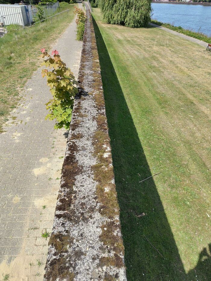 Worn desire path alongside a paved sidewalk by a river, showing where people walk instead of city-planned route.