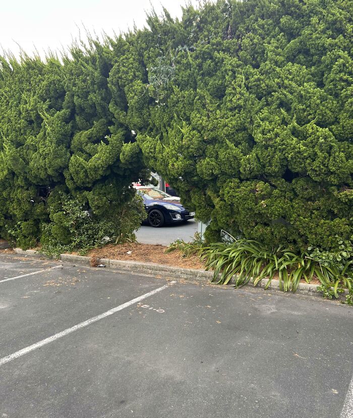 A desire path created through heavy green bushes in a parking lot, showing how people walk differently than planned.
