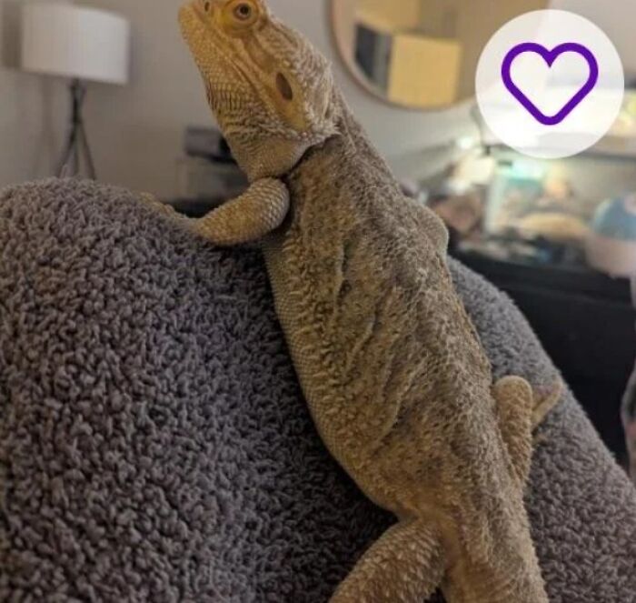 Bearded dragon on gray blanket with caption Buzz LightBeard, playful pet names suggestion