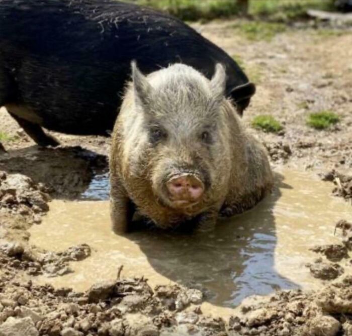 Potbellied pig wallowing in mud with profile card visible, playful pet names inspiration