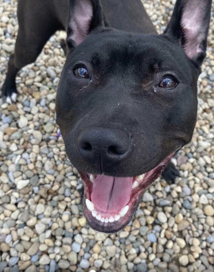 Smiling black terrier on pebbled ground, close-up portrait for pet names inspiration