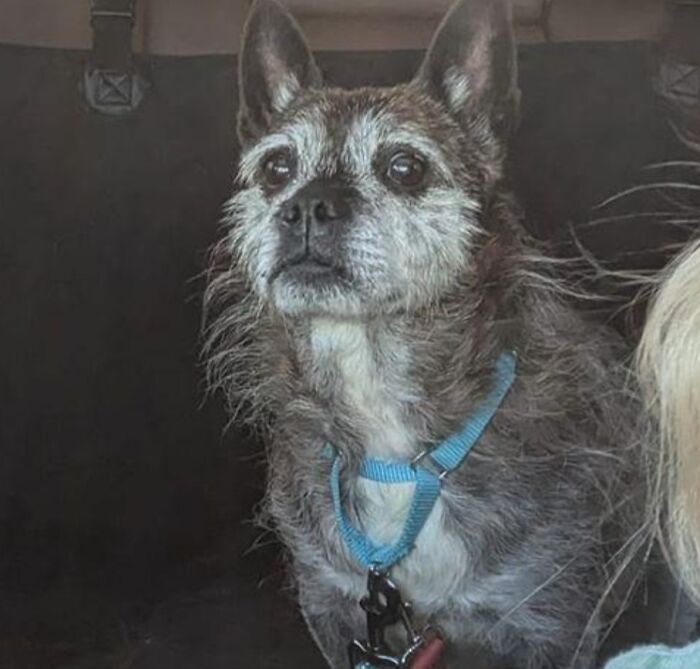 Senior terrier mix with wiry gray fur and blue harness in car, playful pet names example