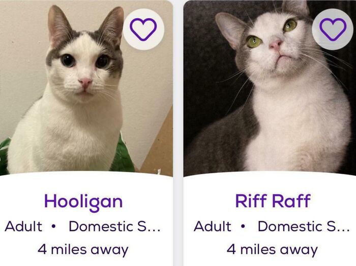 Two cat adoption cards labeled Hooligan and Riff Raff, white-gray cats in photos, hearts icon, playful pet names example.
