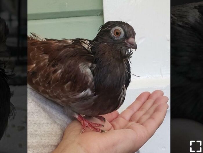 Brown pigeon perched on a hand in an adoption listing labeled Gremlin, playful example of pet names