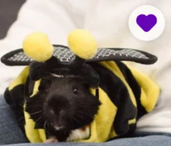 Guinea pig dressed as a bumblebee on a lap, playful example of amusing pet names