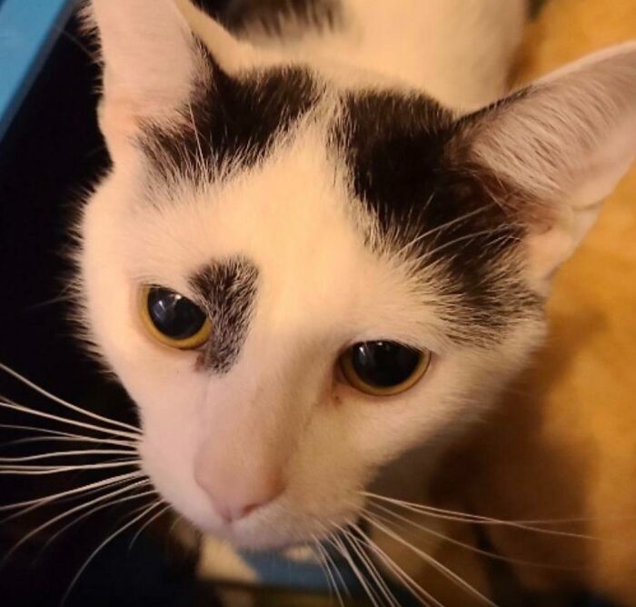 Close-up of white cat with black forehead markings on adoption card labeled Uncle Phil, for pet names inspiration