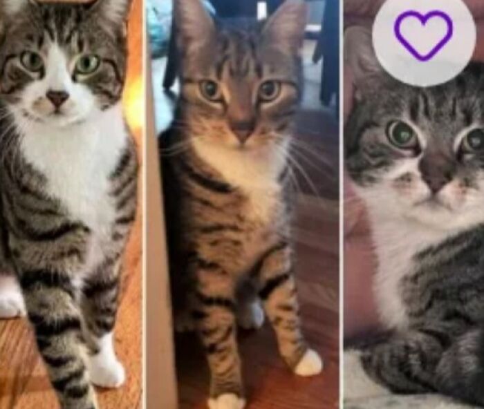 Three tabby cats in a triptych photo with caption The Golden Girls, playful poses — amusing pet names