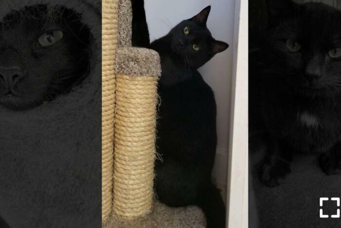 Black cat Provolone leaning on a scratching post in an adoption profile image, pet names feature.