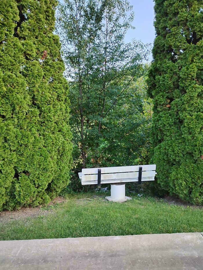 Small white bench with missing seat slats between tall green trees in a grassy area, unhinged image caught off-guard.