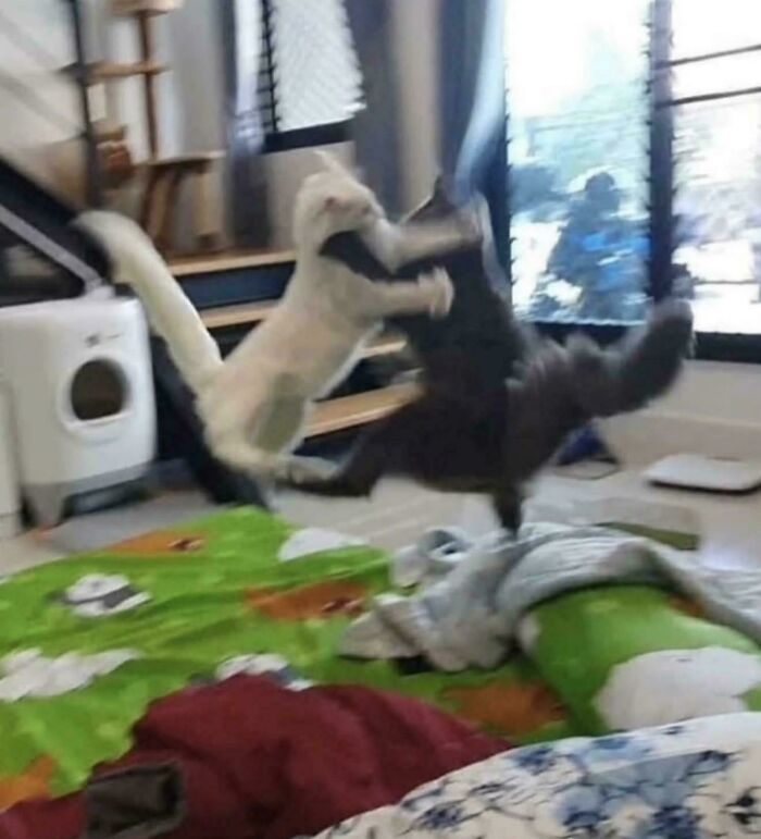 Two blurry and scrungy cats mid-air in a playful leap inside a cozy room with colorful blankets.