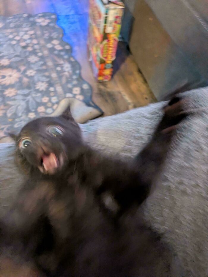 Blurry and scrungy black cat with wide eyes on a couch, creating a chaotic and amusing serotonin booster moment.