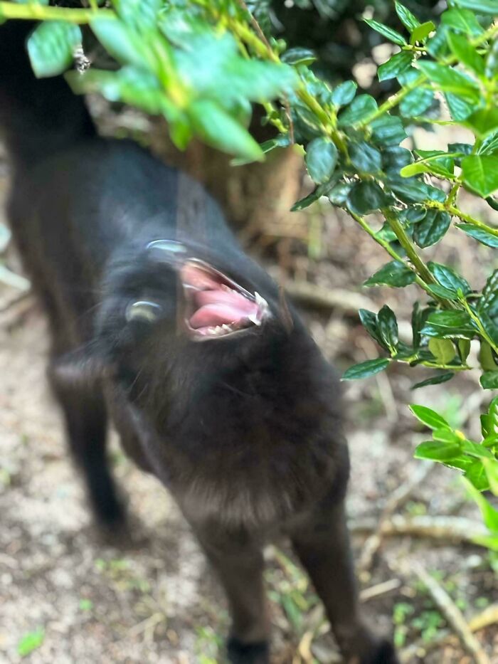 Blurry scrungy black cat outdoors with mouth open near green leaves, showing a playful and quirky feline moment.