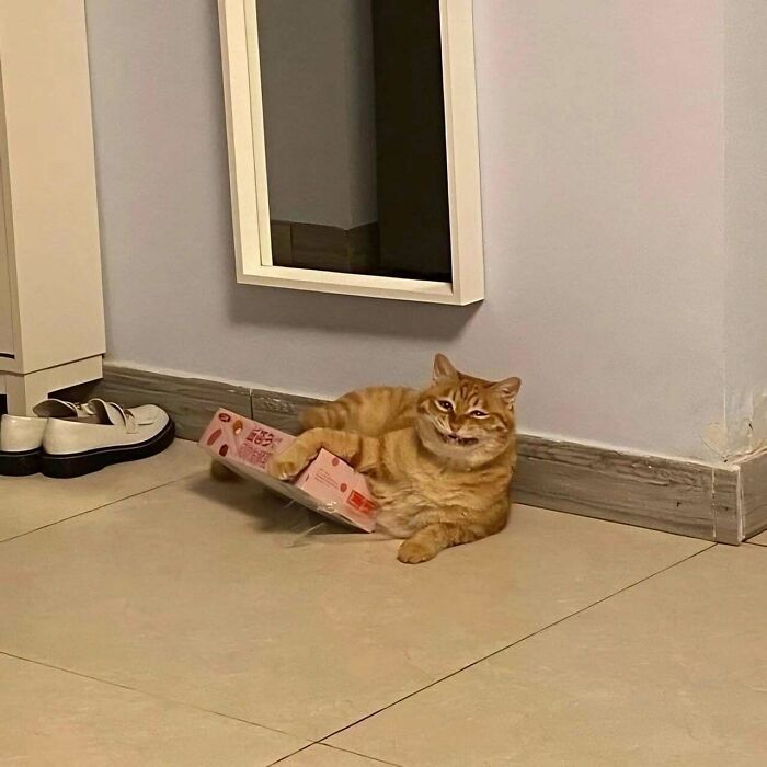 Blurry and scrungy ginger cat lying on the floor inside a bent cardboard box near a wall and mirror.
