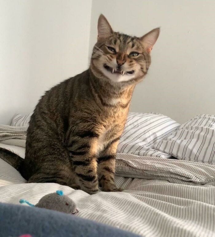 Tabby cat with scrungy expression sitting on a bed, a blurry toy mouse in the foreground providing serotonin boosters.