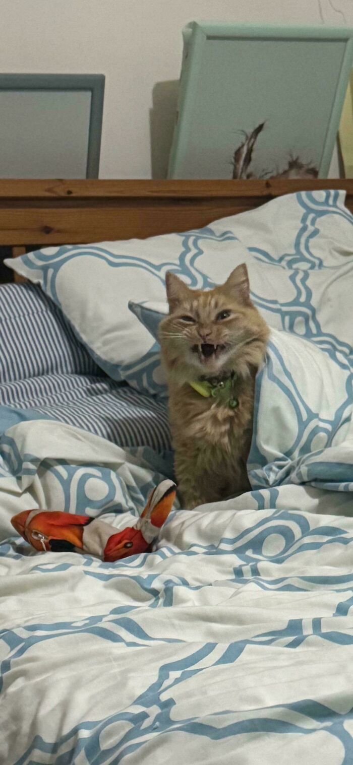 Scrungy cat peeking from under patterned bed covers on a bed with striped and blue accents, appearing blurred and playful.