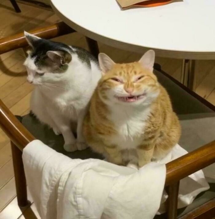 Two scrungy cats sitting on a chair under a table, one white with gray spots, the other orange smiling.