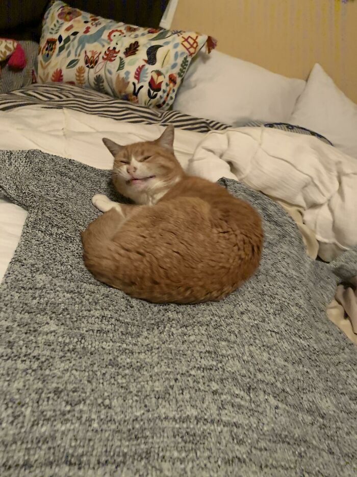 Blurry and scrungy orange and white cat curled up on a gray sweater on a bed with pillows and blankets.