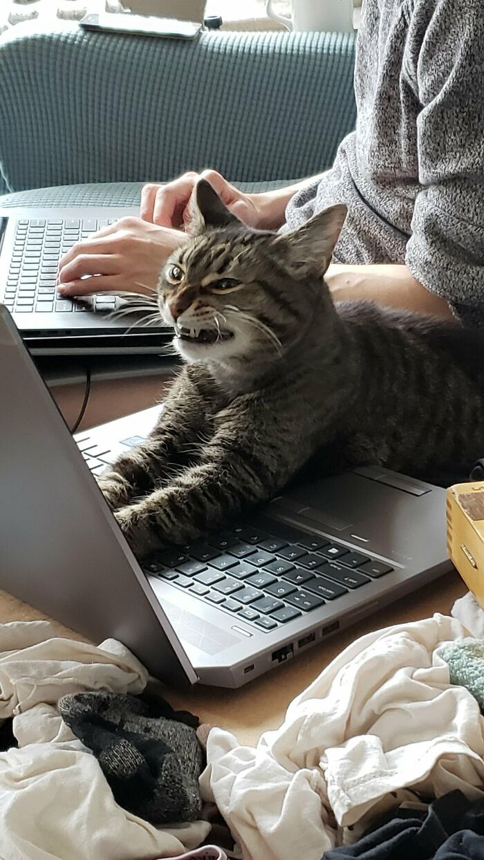 Scrungy cat sitting on a laptop keyboard with a person typing nearby, creating a cozy and playful scene.