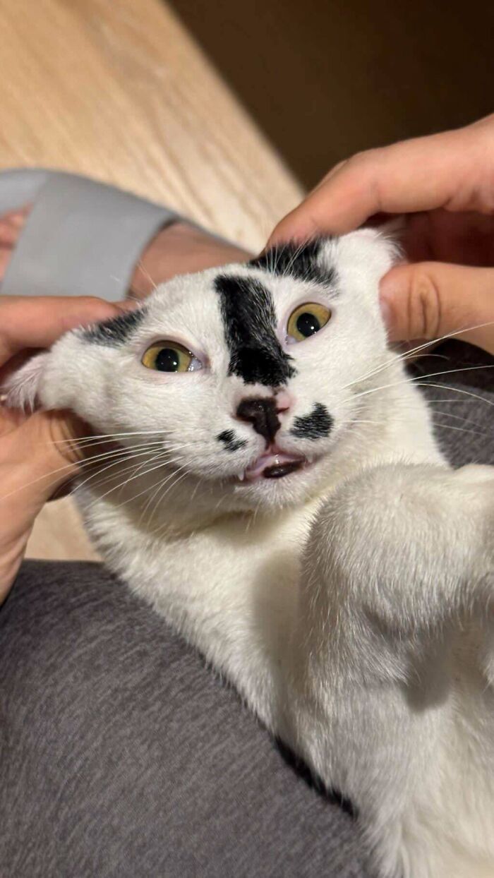 A scrungy white and black cat with funny facial expressions being gently held, a playful cat pic boosting serotonin.