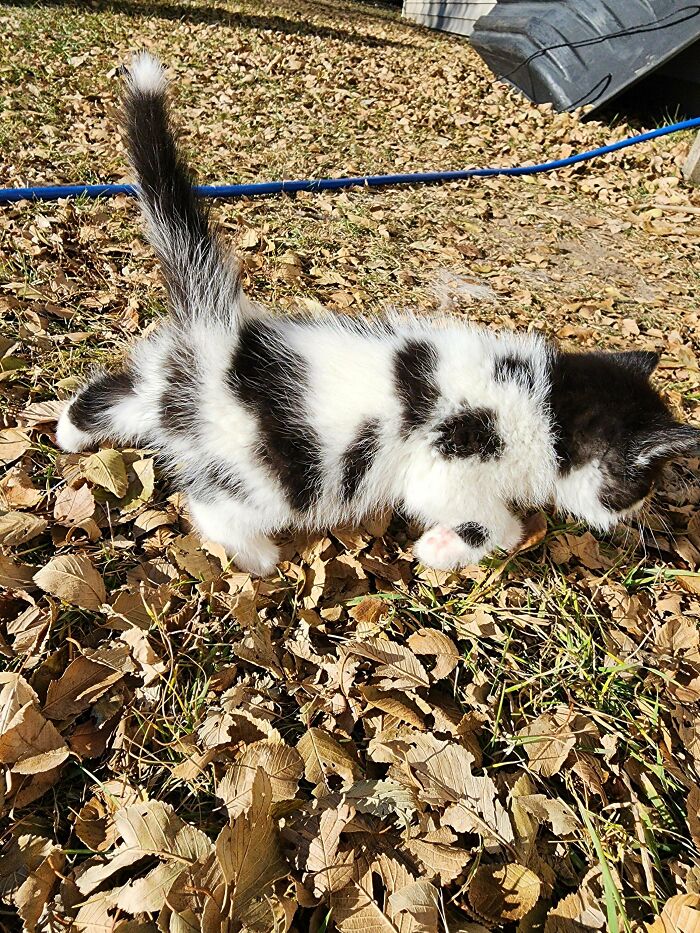 Fluffy black and white cat walking through dry autumn leaves, a scrungy cat pic filled with cozy outdoor vibes.